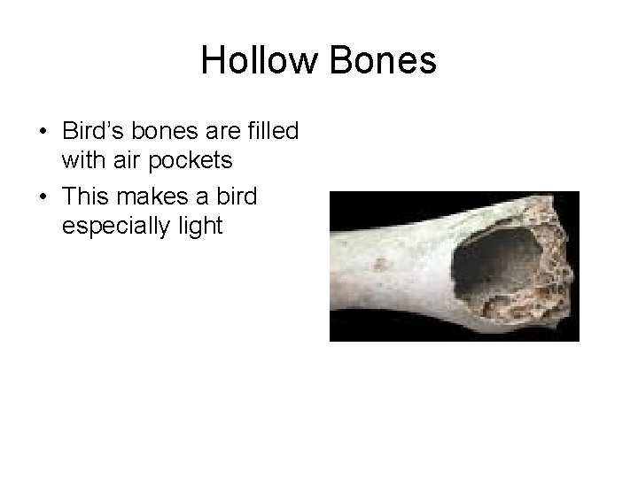 Hollow Bones • Bird’s bones are filled with air pockets • This makes a