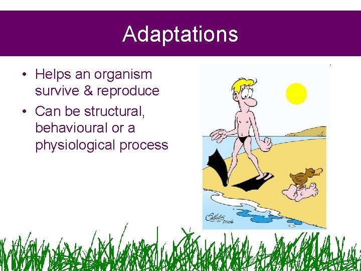 Adaptations • Helps an organism survive & reproduce • Can be structural, behavioural or