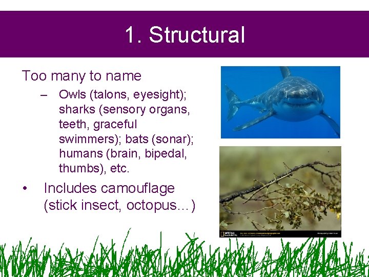 1. Structural Too many to name – Owls (talons, eyesight); sharks (sensory organs, teeth,