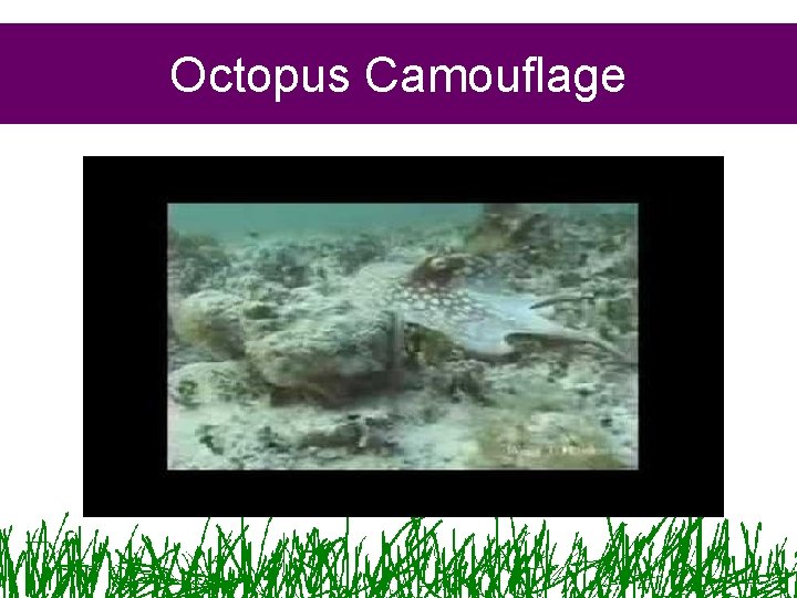 Octopus Camouflage 