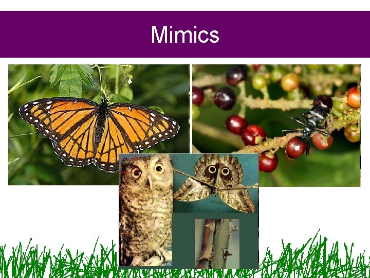 Mimics 