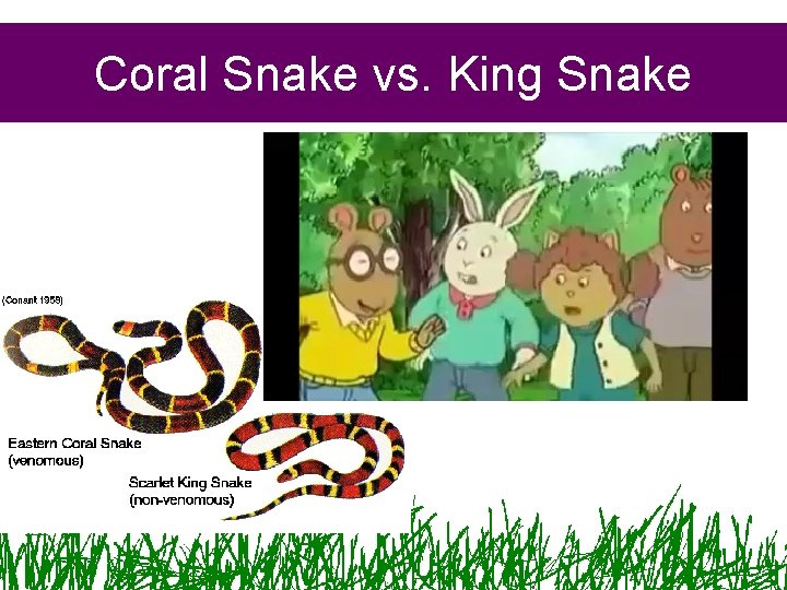 Coral Snake vs. King Snake 