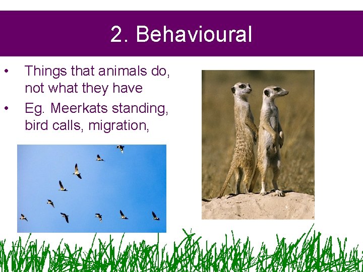 2. Behavioural • • Things that animals do, not what they have Eg. Meerkats