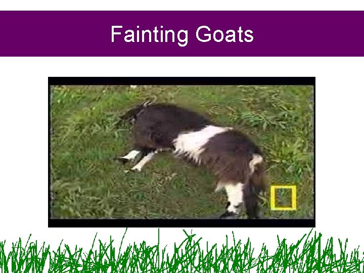 Fainting Goats 