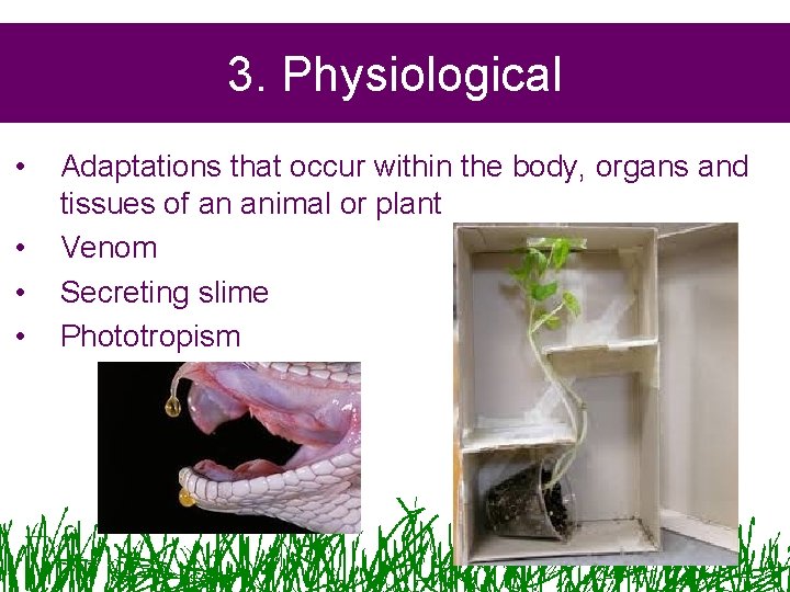 3. Physiological • • Adaptations that occur within the body, organs and tissues of