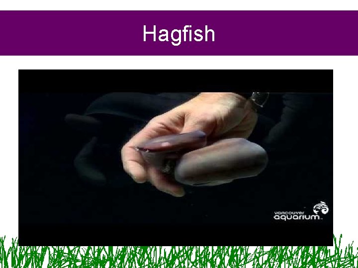 Hagfish 