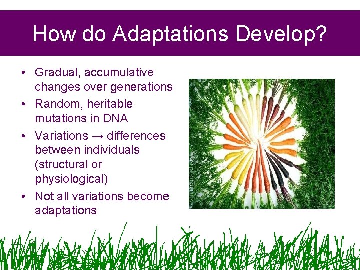 How do Adaptations Develop? • Gradual, accumulative changes over generations • Random, heritable mutations