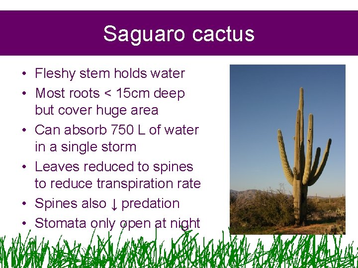 Saguaro cactus • Fleshy stem holds water • Most roots < 15 cm deep