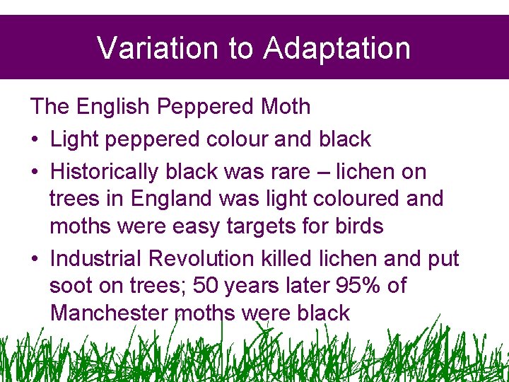Variation to Adaptation The English Peppered Moth • Light peppered colour and black •