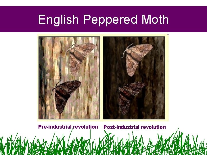 English Peppered Moth Pre-industrial revolution Post-industrial revolution 