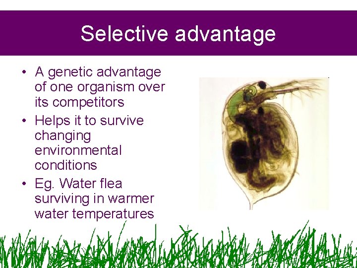 Selective advantage • A genetic advantage of one organism over its competitors • Helps