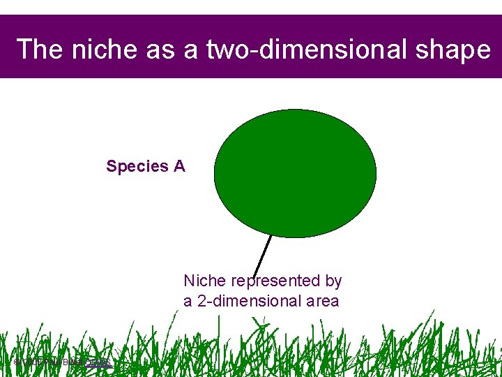 The niche as a two-dimensional shape Species A Niche represented by a 2 -dimensional