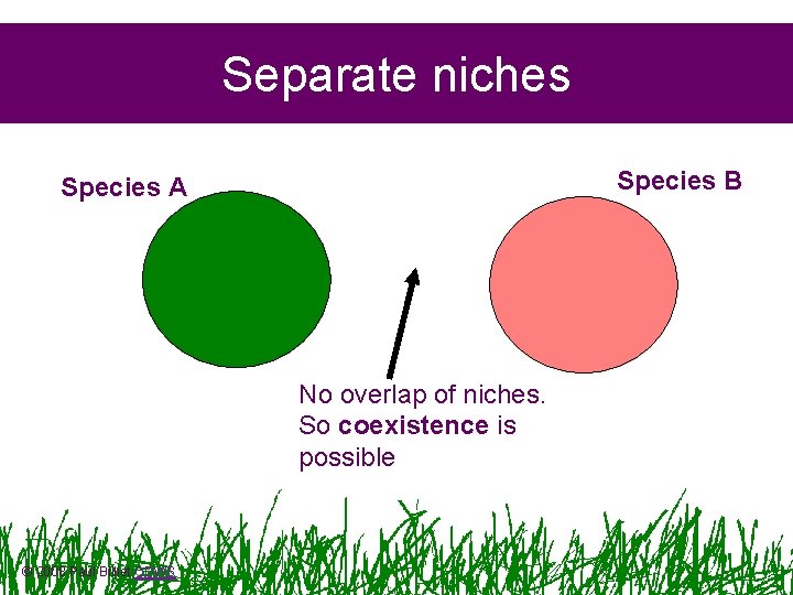 Separate niches Species B Species A No overlap of niches. So coexistence is possible