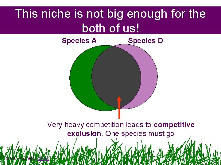 This niche is not big enough for the both of us! Species A Species