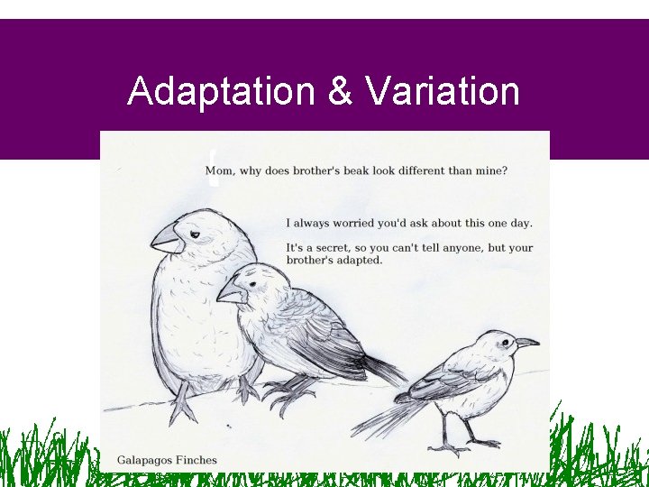 Adaptation & Variation 