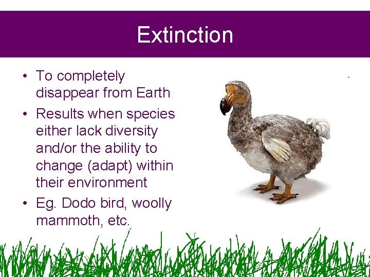 Extinction • To completely disappear from Earth • Results when species either lack diversity