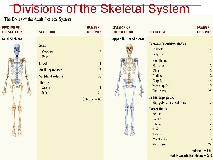 Divisions of the Skeletal System 