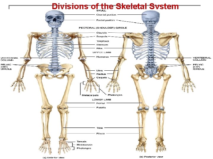 Divisions of the Skeletal System 