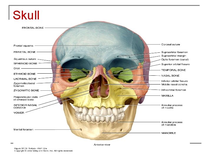 Skull 