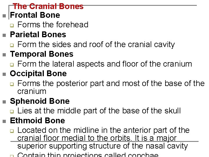 n n n The Cranial Bones Frontal Bone q Forms the forehead Parietal Bones