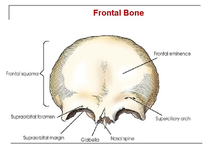 Frontal Bone 