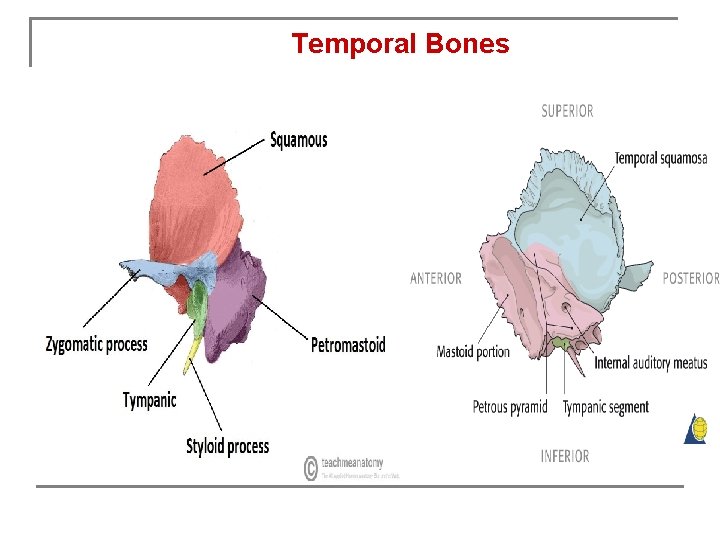 Temporal Bones 