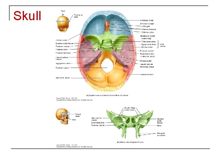 Skull 