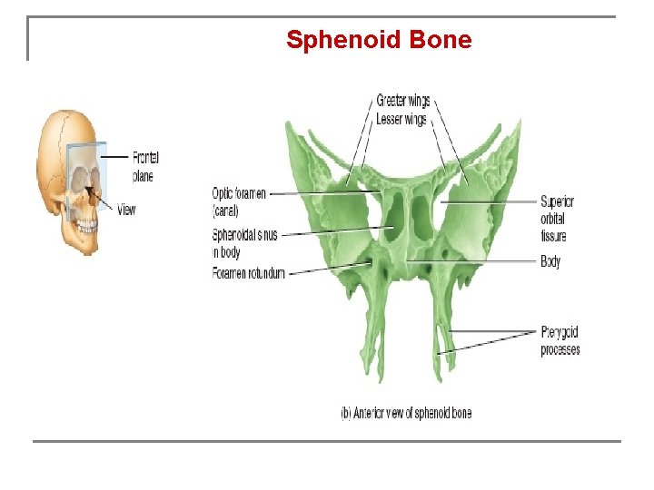 Sphenoid Bone 