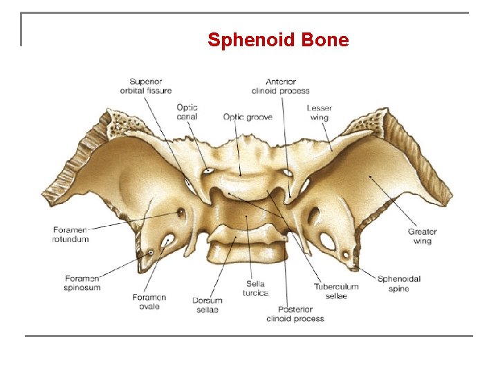 Sphenoid Bone 