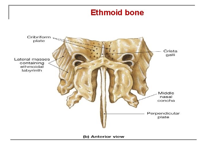 Ethmoid bone 