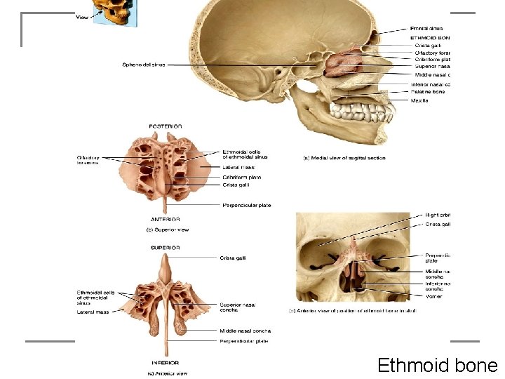 Ethmoid bone 