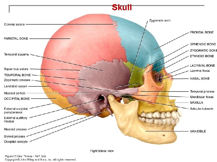 Skull 