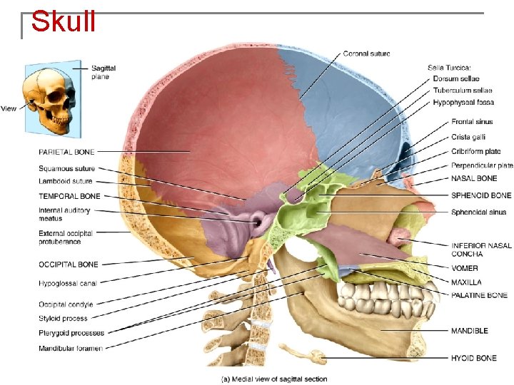 Skull 