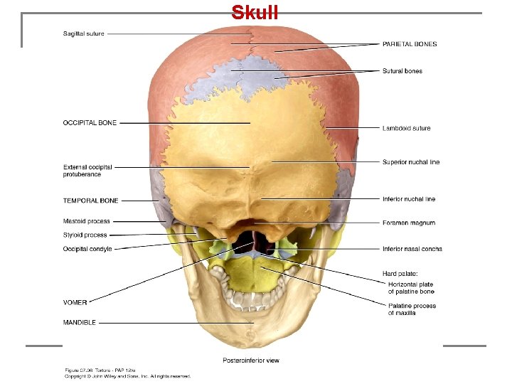 Skull 