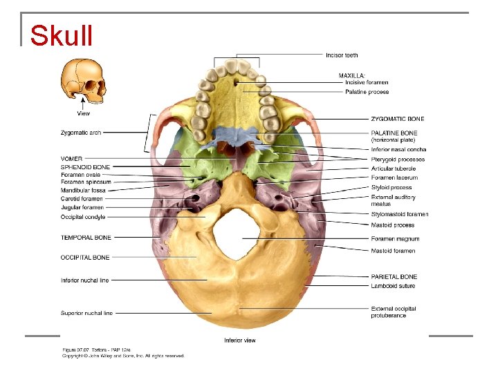 Skull 