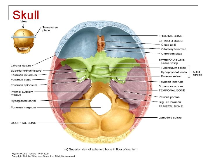 Skull 