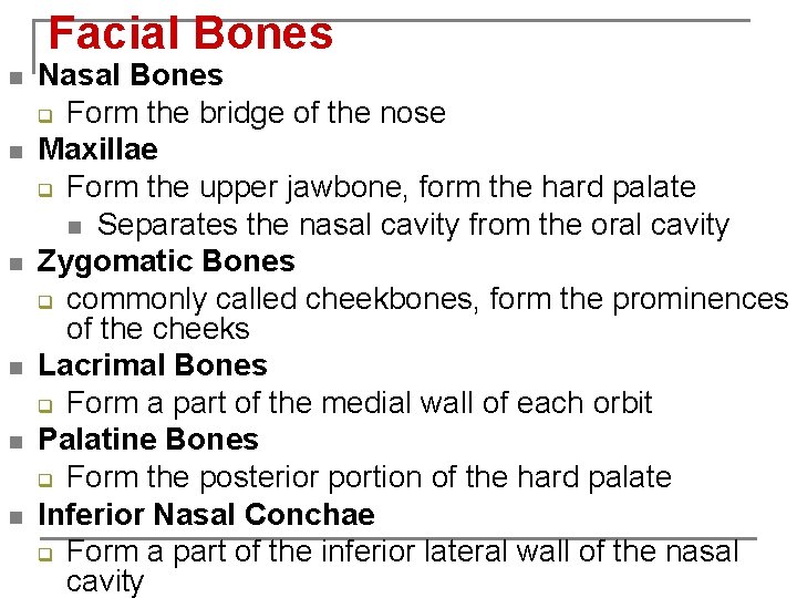 Facial Bones n n n Nasal Bones q Form the bridge of the nose