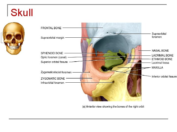 Skull 