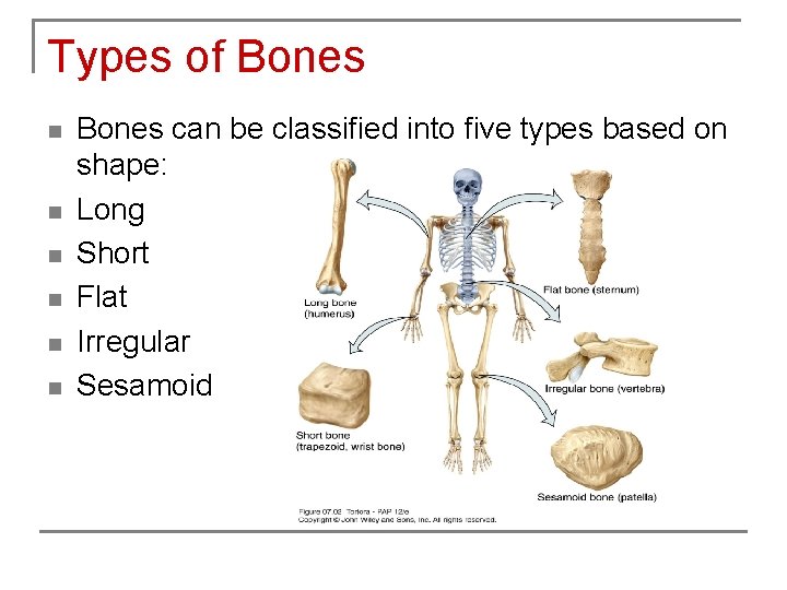 Types of Bones n n n Bones can be classified into five types based