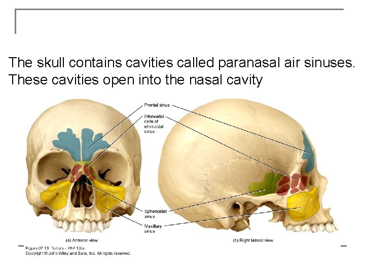 The skull contains cavities called paranasal air sinuses. These cavities open into the nasal