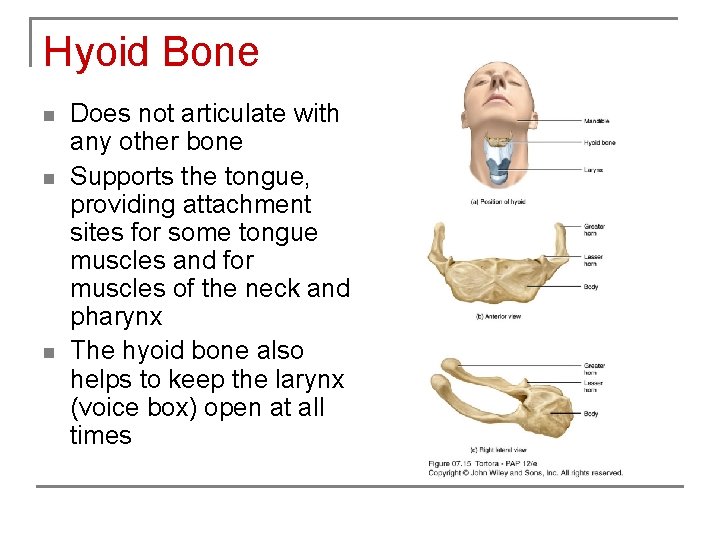 Hyoid Bone n n n Does not articulate with any other bone Supports the