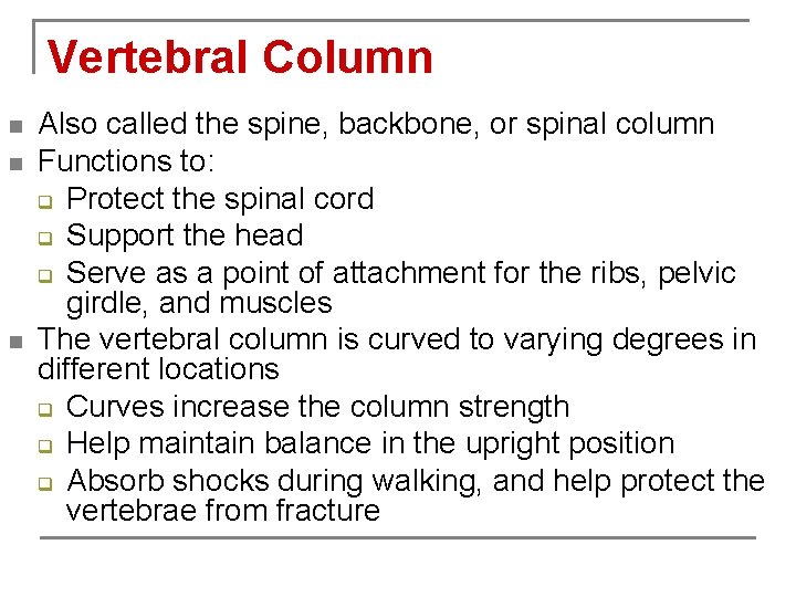 Vertebral Column n Also called the spine, backbone, or spinal column Functions to: q