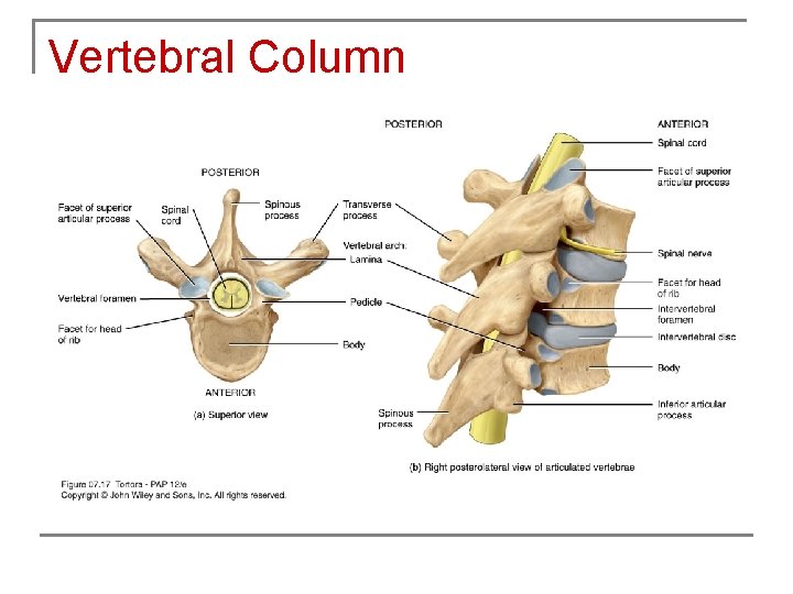 Vertebral Column 