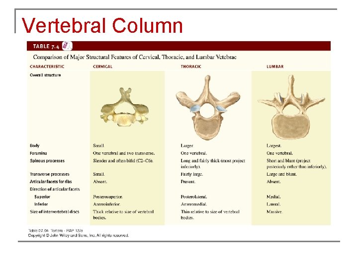 Vertebral Column 