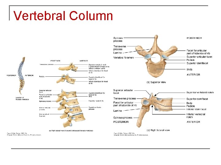 Vertebral Column 