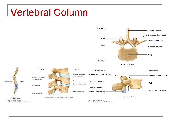 Vertebral Column 