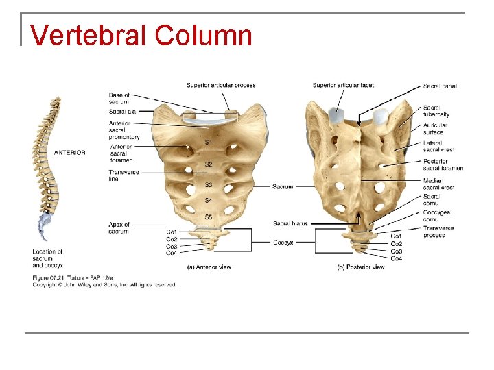 Vertebral Column 