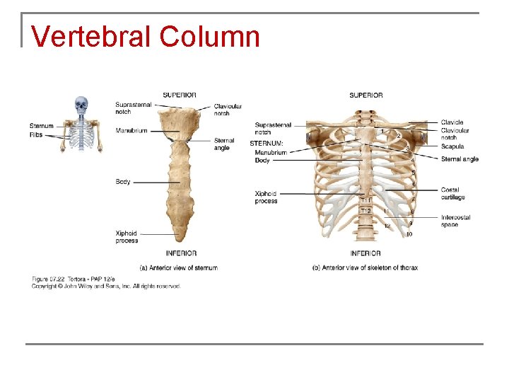 Vertebral Column 