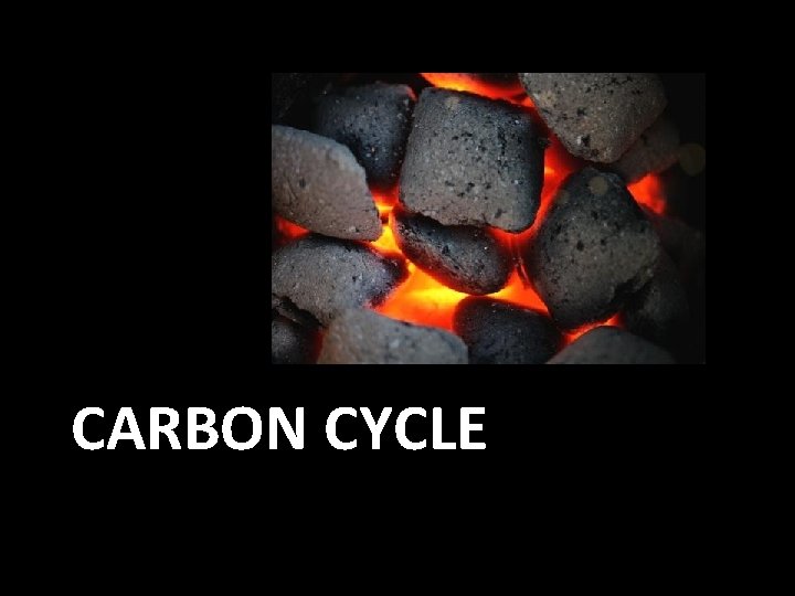 CARBON CYCLE CARBON CYCLE
