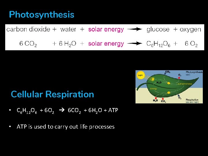 Photosynthesis CO 2 Cellular Respiration • C 6 H 12 O 6 + 6 Photosynthesis CO 2 Cellular Respiration • C 6 H 12 O 6 + 6